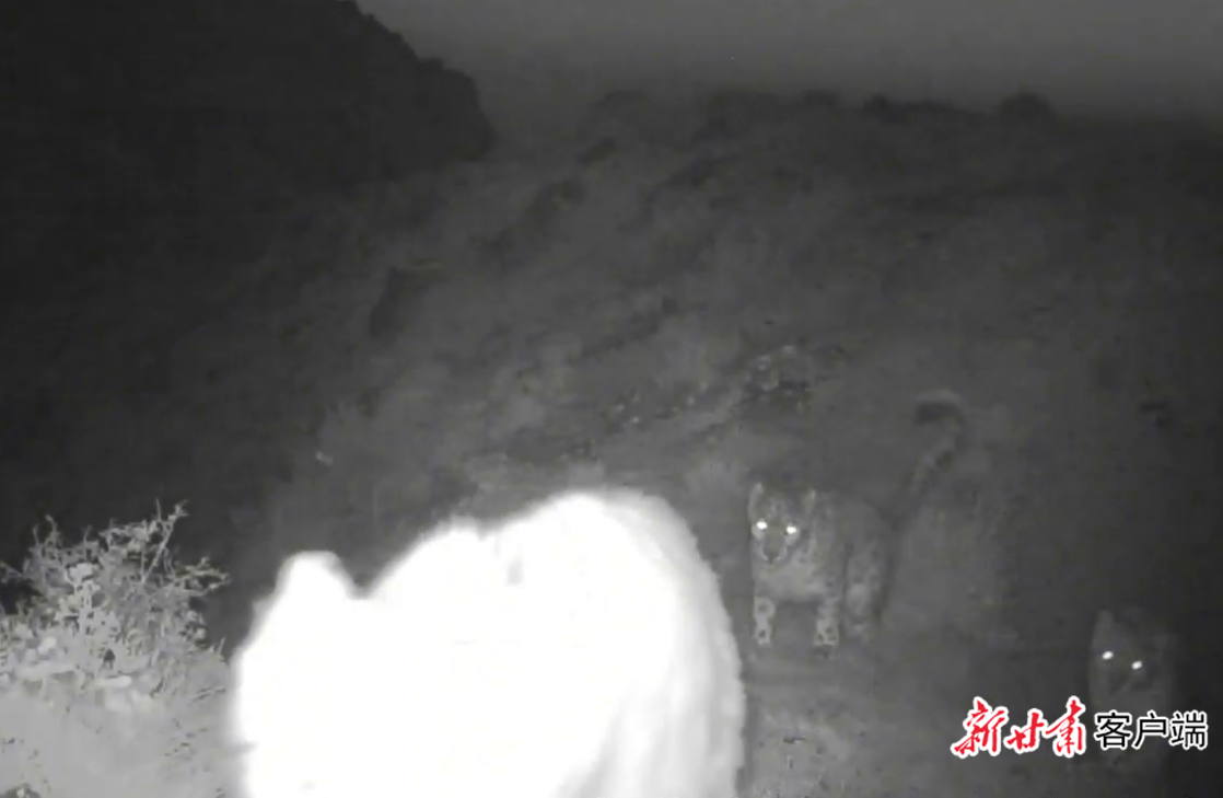 安西自然保护区红外相机拍摄到的夜间的三只雪豹　新甘肃&middot;甘肃日报通讯员　田瑞祥