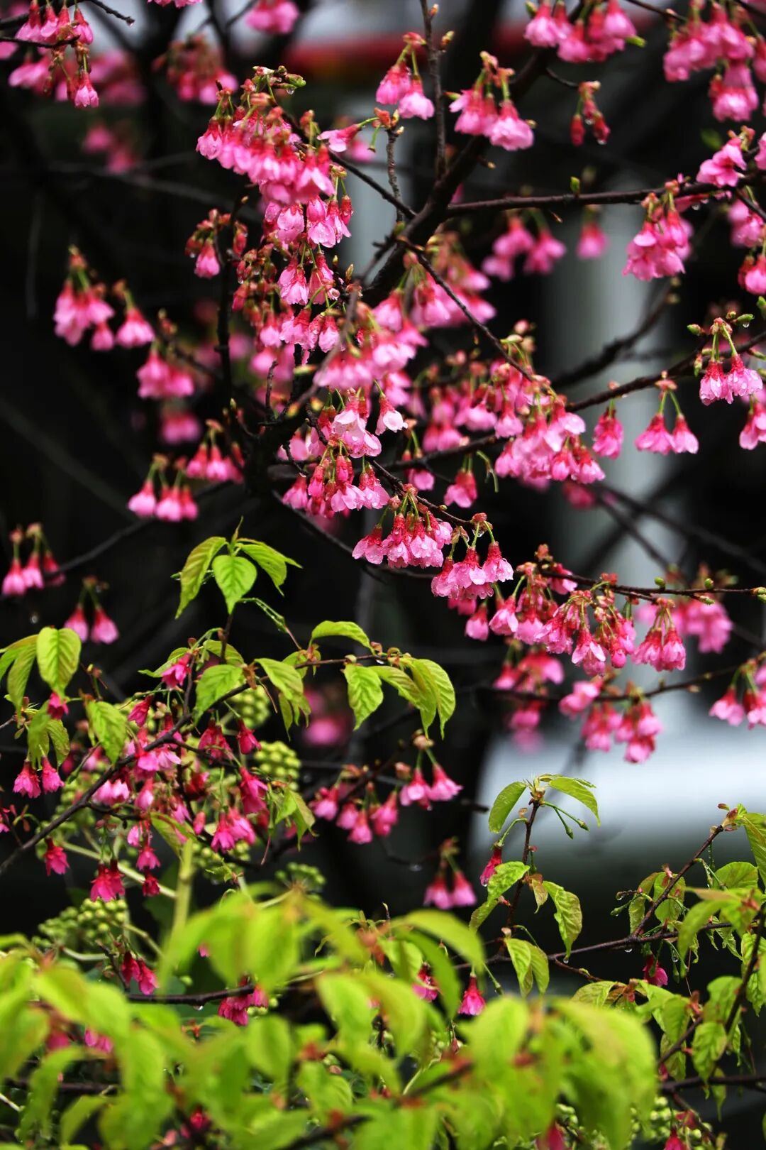 陰雨連軸轉(zhuǎn)！已抵達寧波