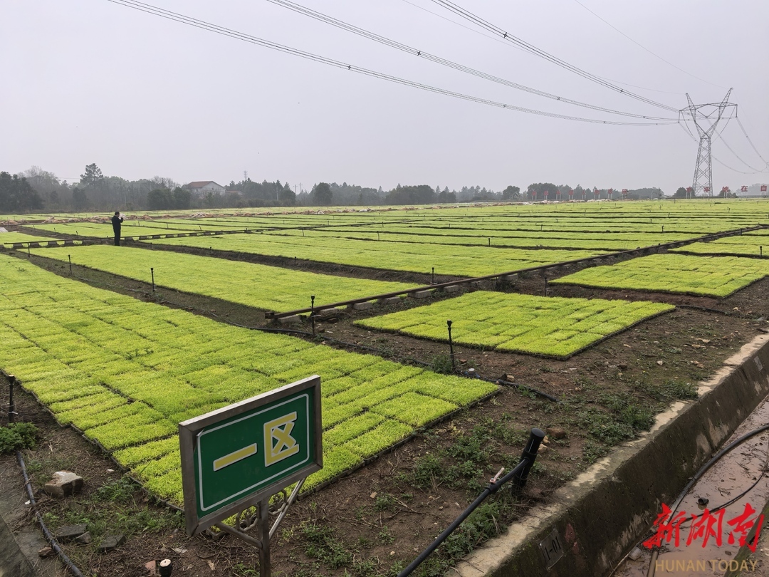 丰瑞农机合作社培育的秧苗。