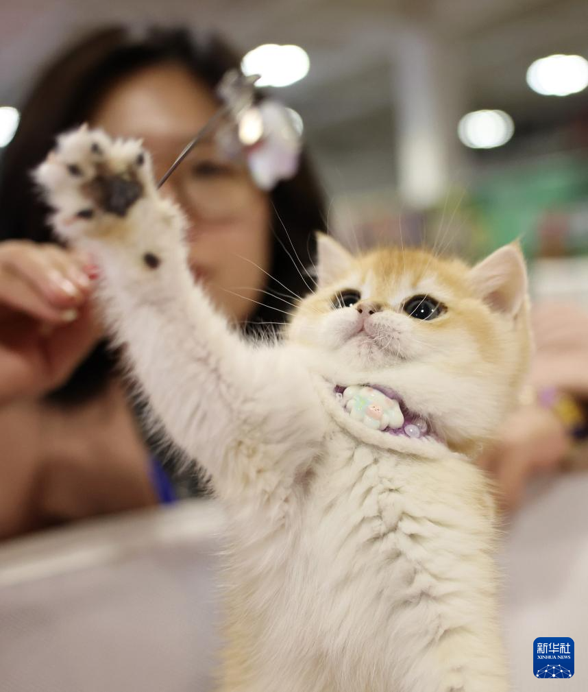 3月27日，一只宠物猫在2026西部宠物展兰州展上玩耍。新华社记者　陈斌　摄