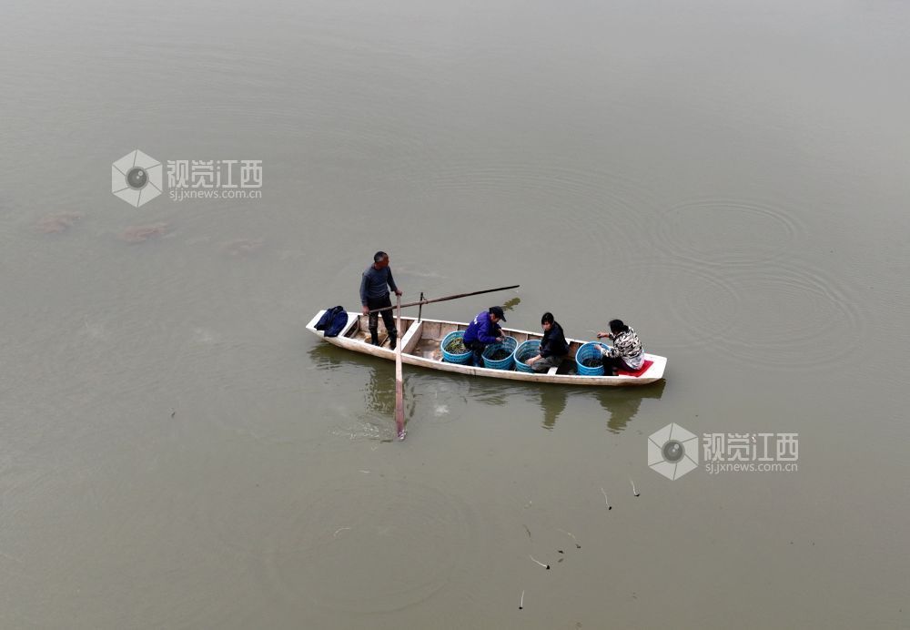 江西分宜：“水上春耕”种菱角（图）