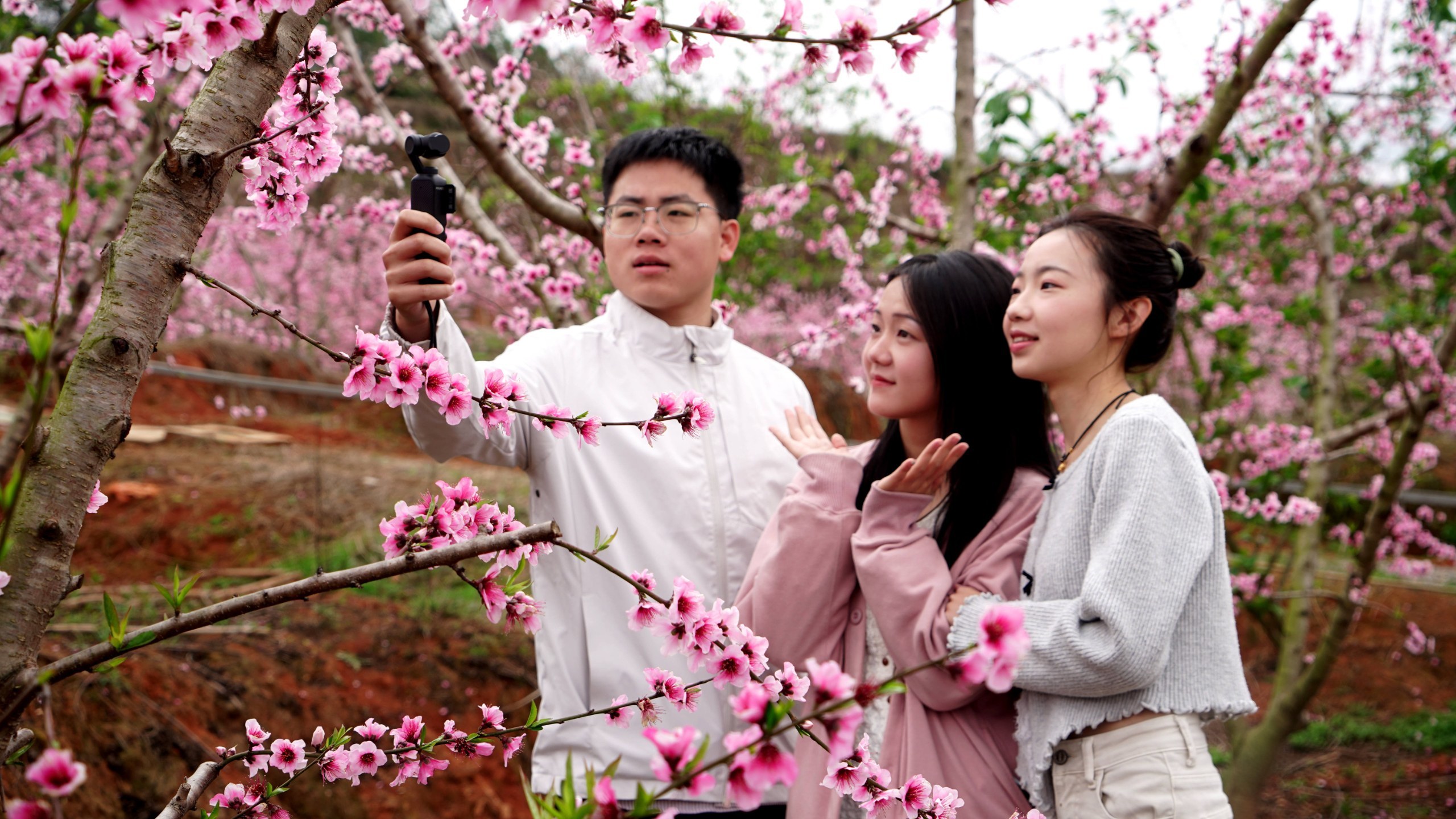 漫山桃花竞相绽放！广昌这片桃林美翻了