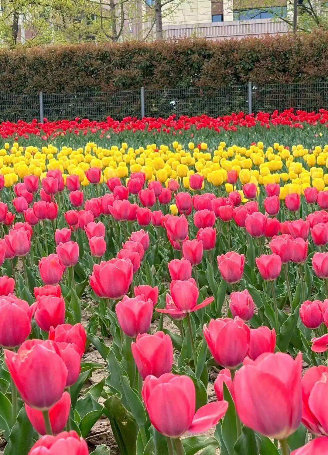 暖“心”闻:18品种郁金香邀您共赴春日之约