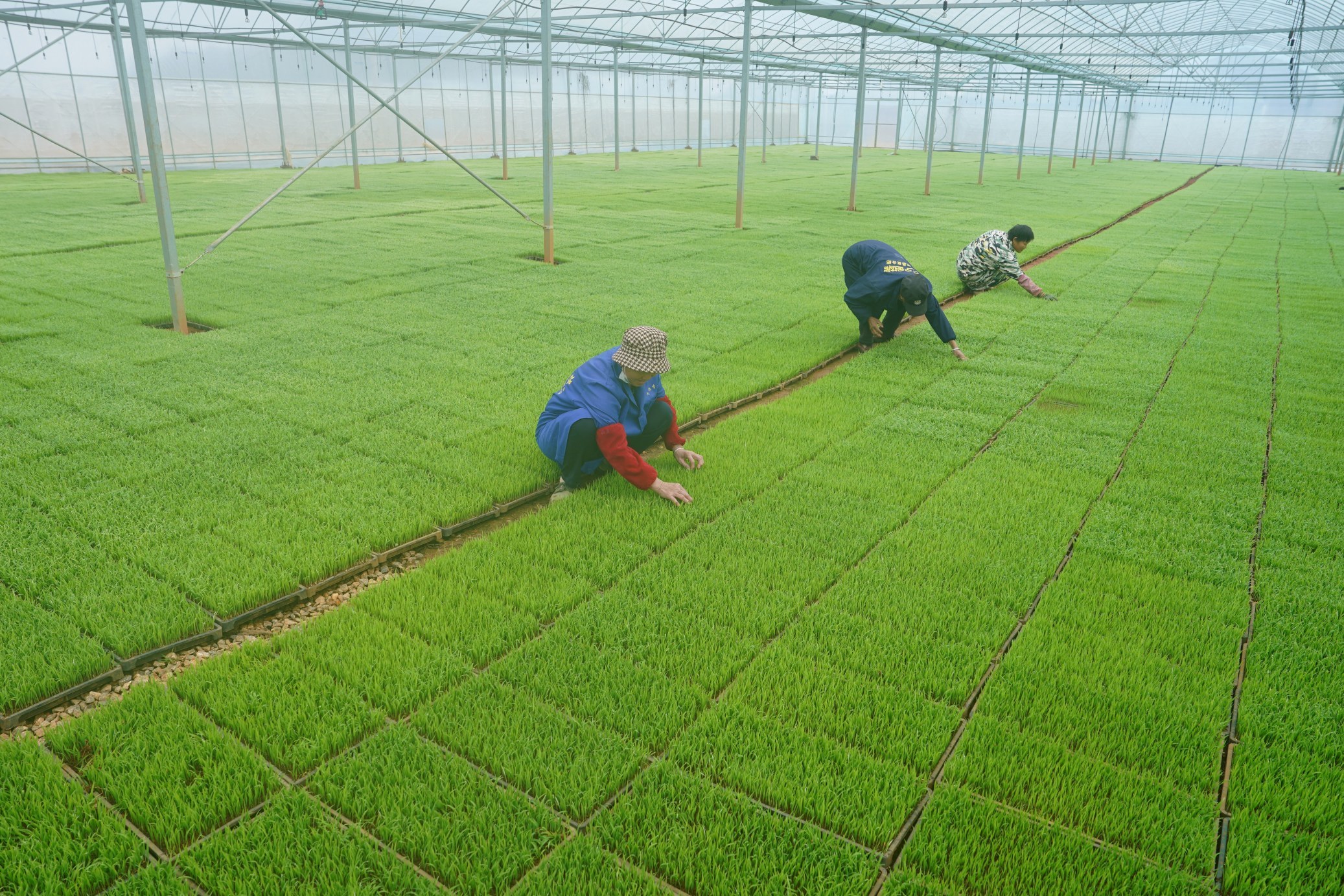 从“看天育秧”到“工厂育苗”，渝水这样跑出春耕加速度