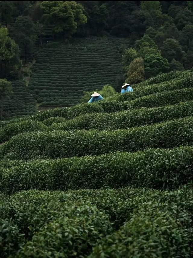 图源：小红书@林發财