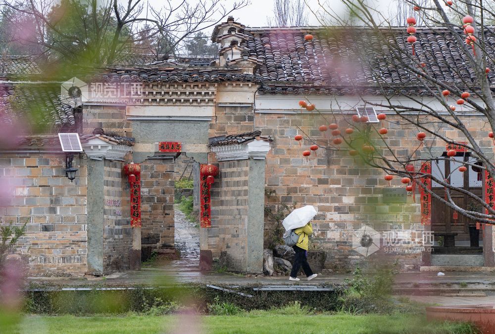 2026年3月20日，江西省金溪县合市镇游垫古村春雨如丝，樱花绽放，与柳条相映成趣。