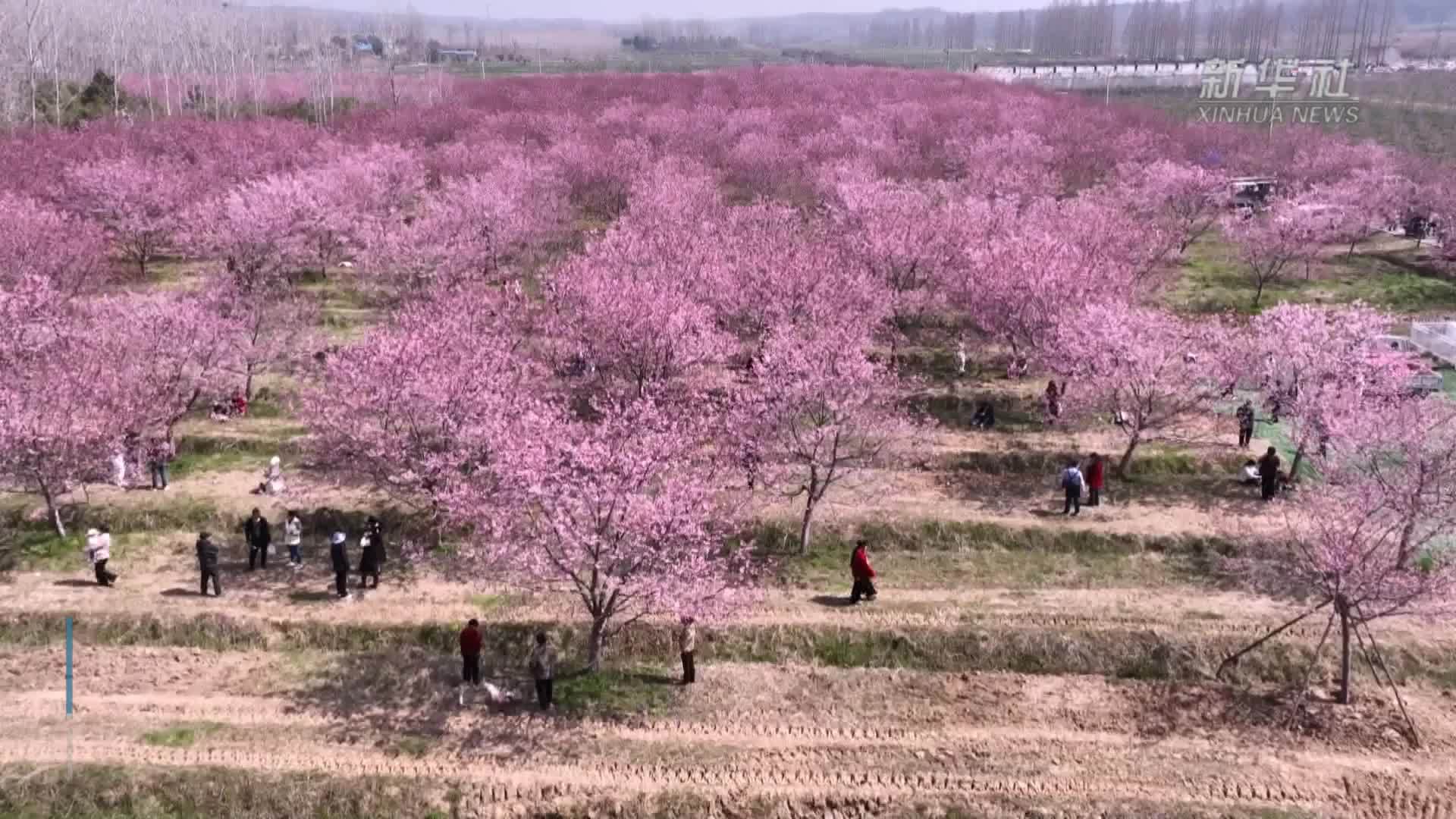 安徽全椒：以花为媒激活乡村“春日经济”