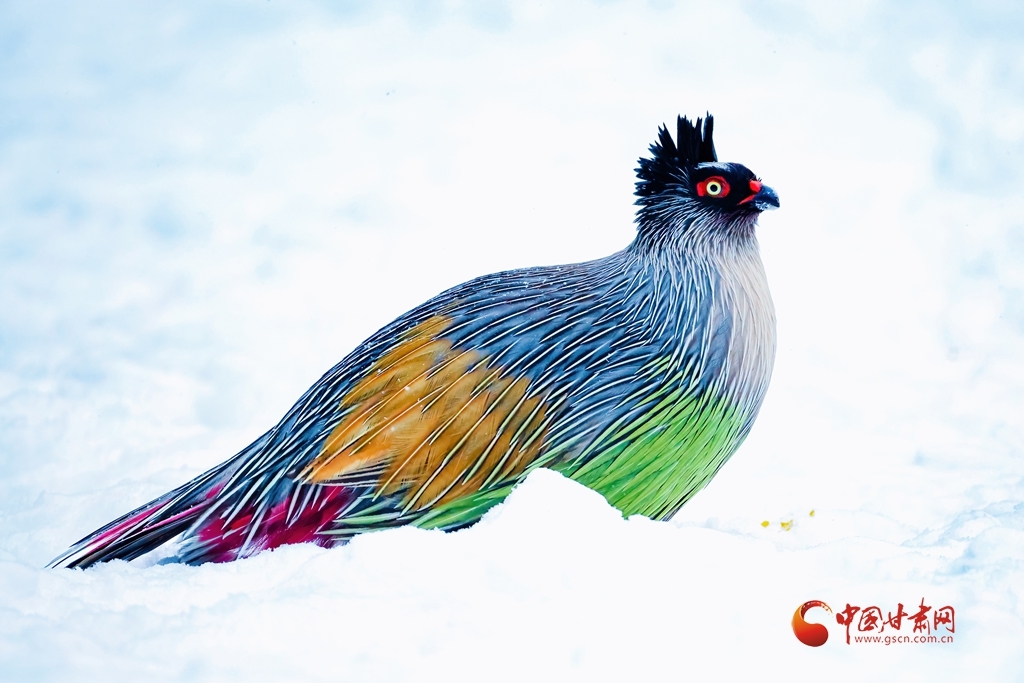 血雉傲立祁连雪野