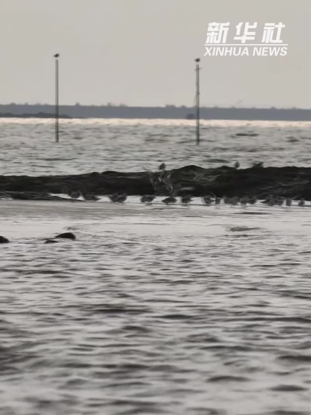 广西防城港：全球濒危物种勺嘴鹬抓紧进食准备北迁