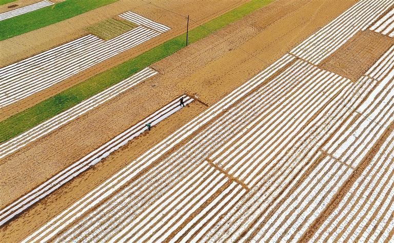 在陇南市武都区鱼龙镇,当地农民抢抓农时种植马铃薯。新甘肃·甘肃日报通讯员 冉创昌
