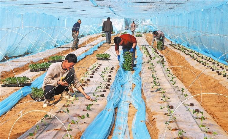 在西峰区什社乡武川村甜瓜种植基地,瓜农们抢抓农时定植甜瓜苗。新甘肃·甘肃日报通讯员 盘小美