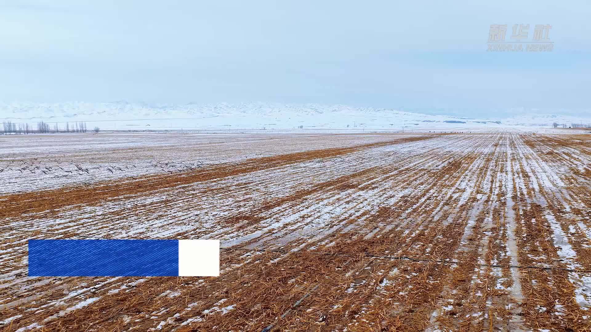 千城胜景｜新疆呼图壁：春来灰鹤归