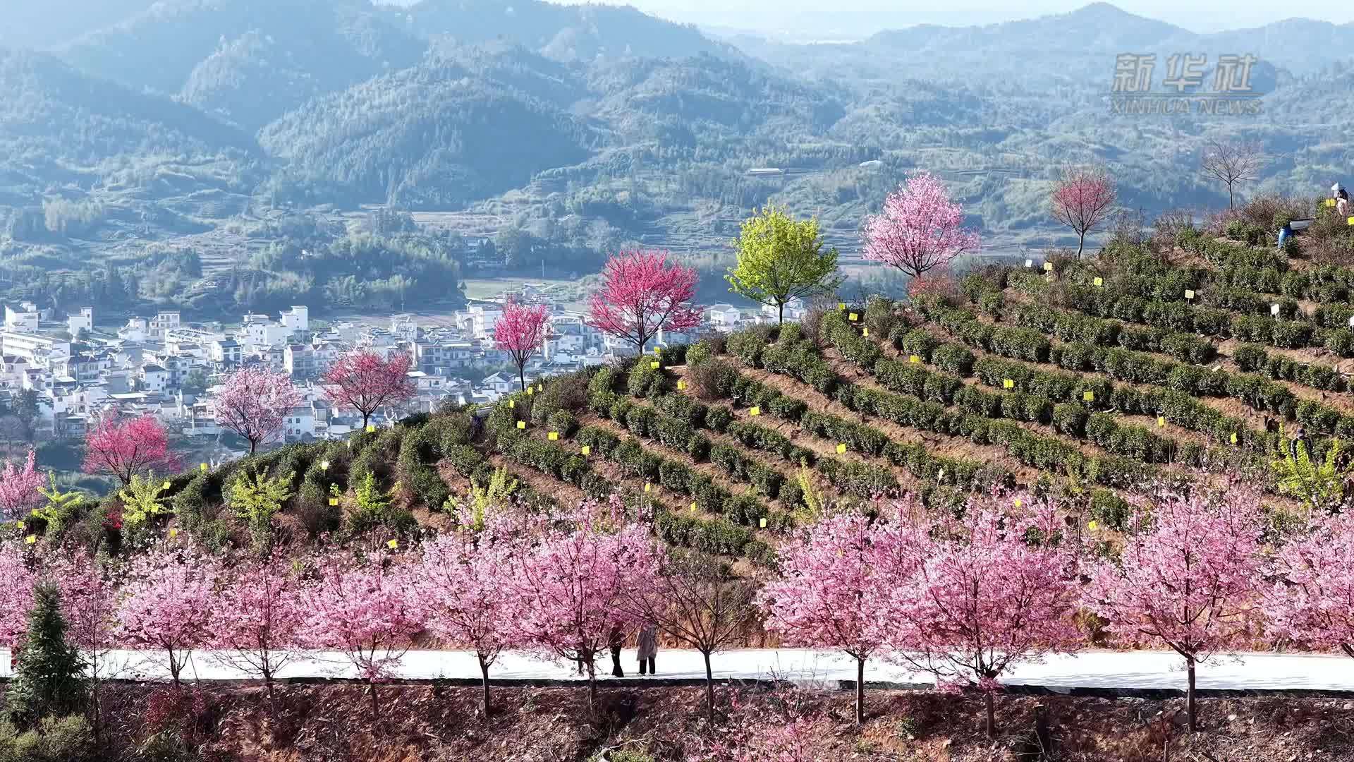 樱花烂漫醉游人 茶山花海引客来