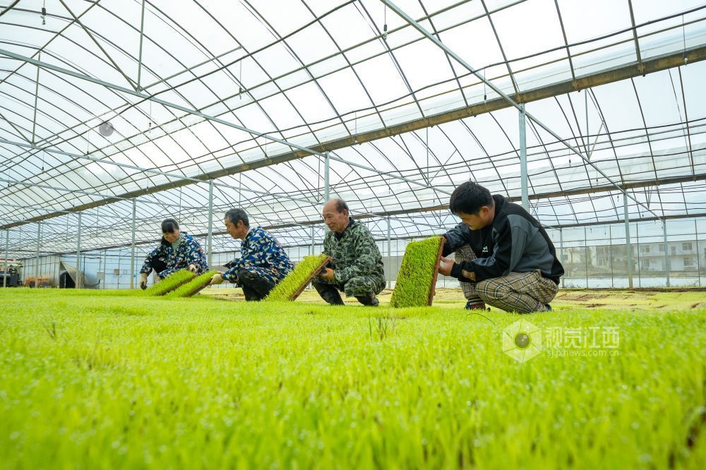 江西萍乡：春来育秧管护忙（图）