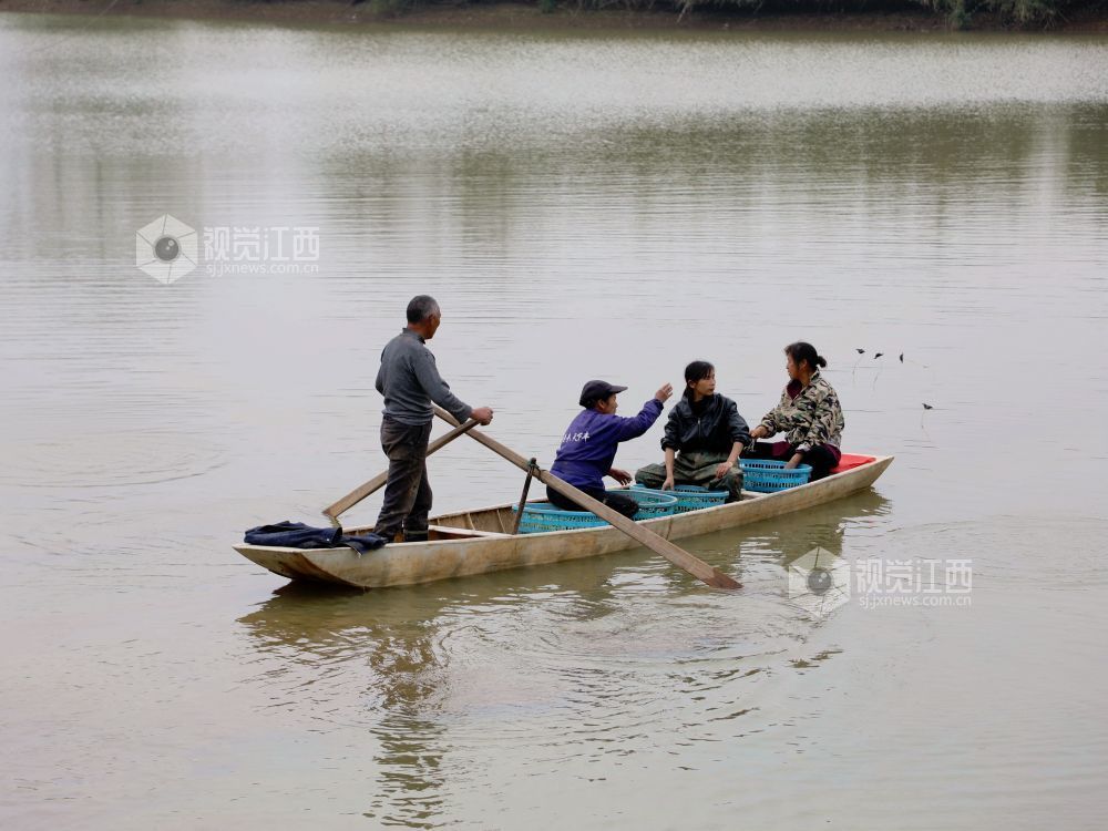 江西分宜：“水上春耕”种菱角（图）