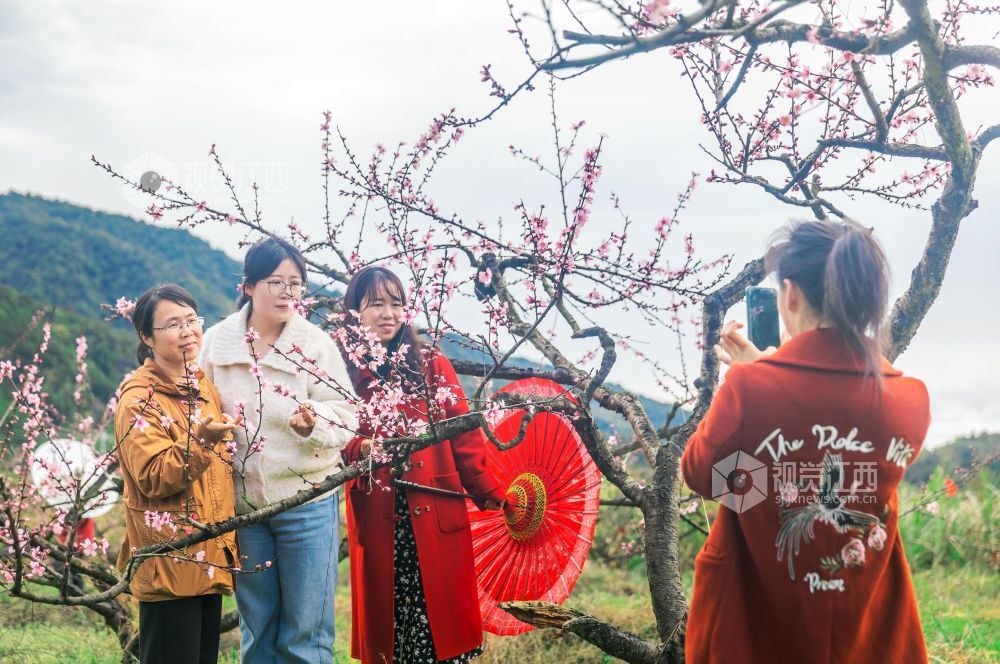 3月25日,永新县曲白乡的黄桃花竞相绽放,朵朵娇花挂满枝头,与青山绿水相映成趣,吸引众多游客纷至沓来。人们徜徉花海,赏花观景、拍照留念,尽享春日美好时光。
