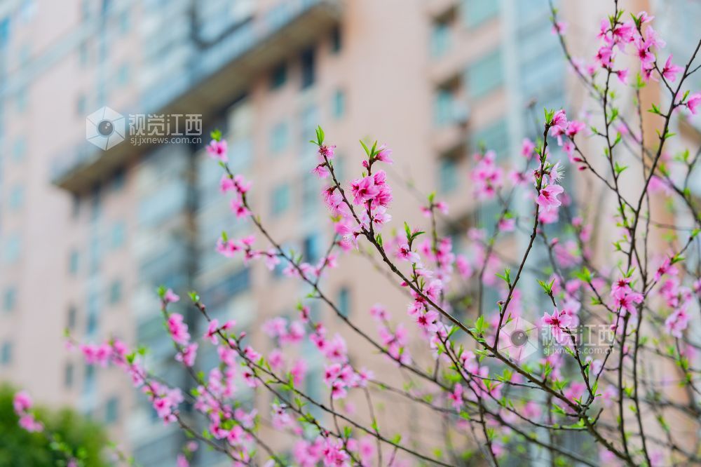 江西金溪：城乡处处花开春意浓（图）