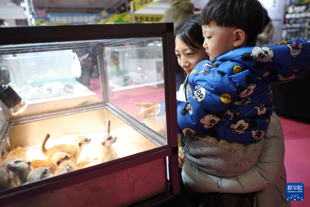 3月27日，家长带着孩子在2026西部宠物展兰州展上观看狐獴。新华社记者　陈斌　摄