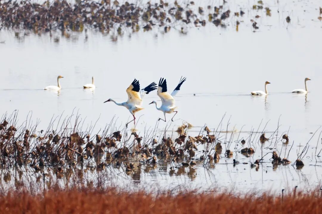 视觉江西 张龙 摄
