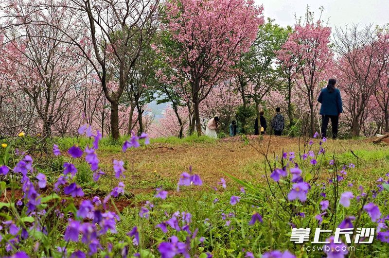 樱花树下，淡紫色二月兰悄然绽放。