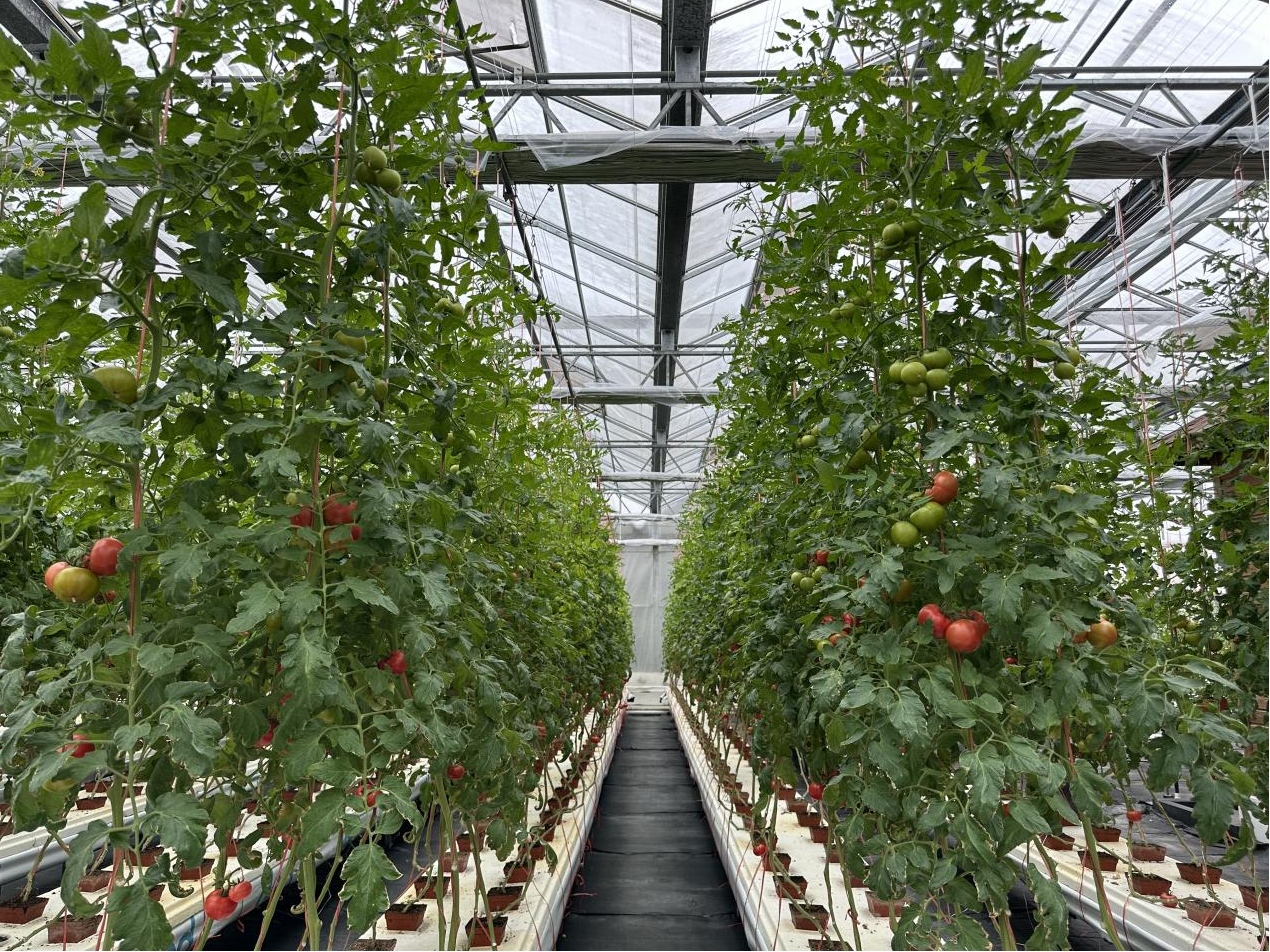 从“提篮叫卖”到“品牌出圈”——宁波水果番茄的“甜蜜逆袭”之路