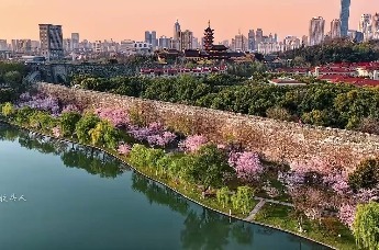 清晨的南京玄武湖，樱花迎着朝阳盛放！