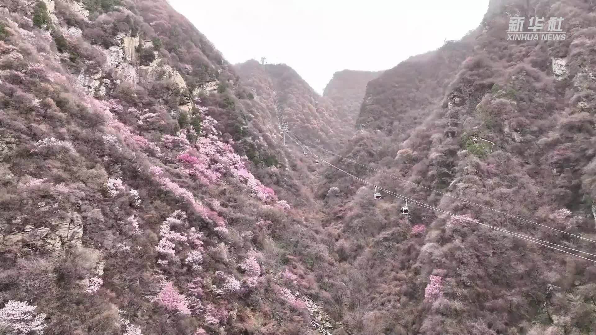 西岳华山：半山桃花半山雪  春色雪景相映来
