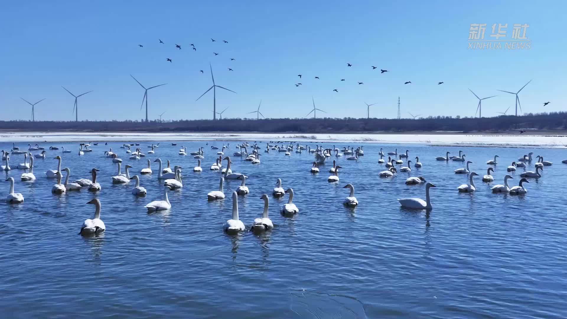 千城胜景｜暮色如画 候鸟翩跹