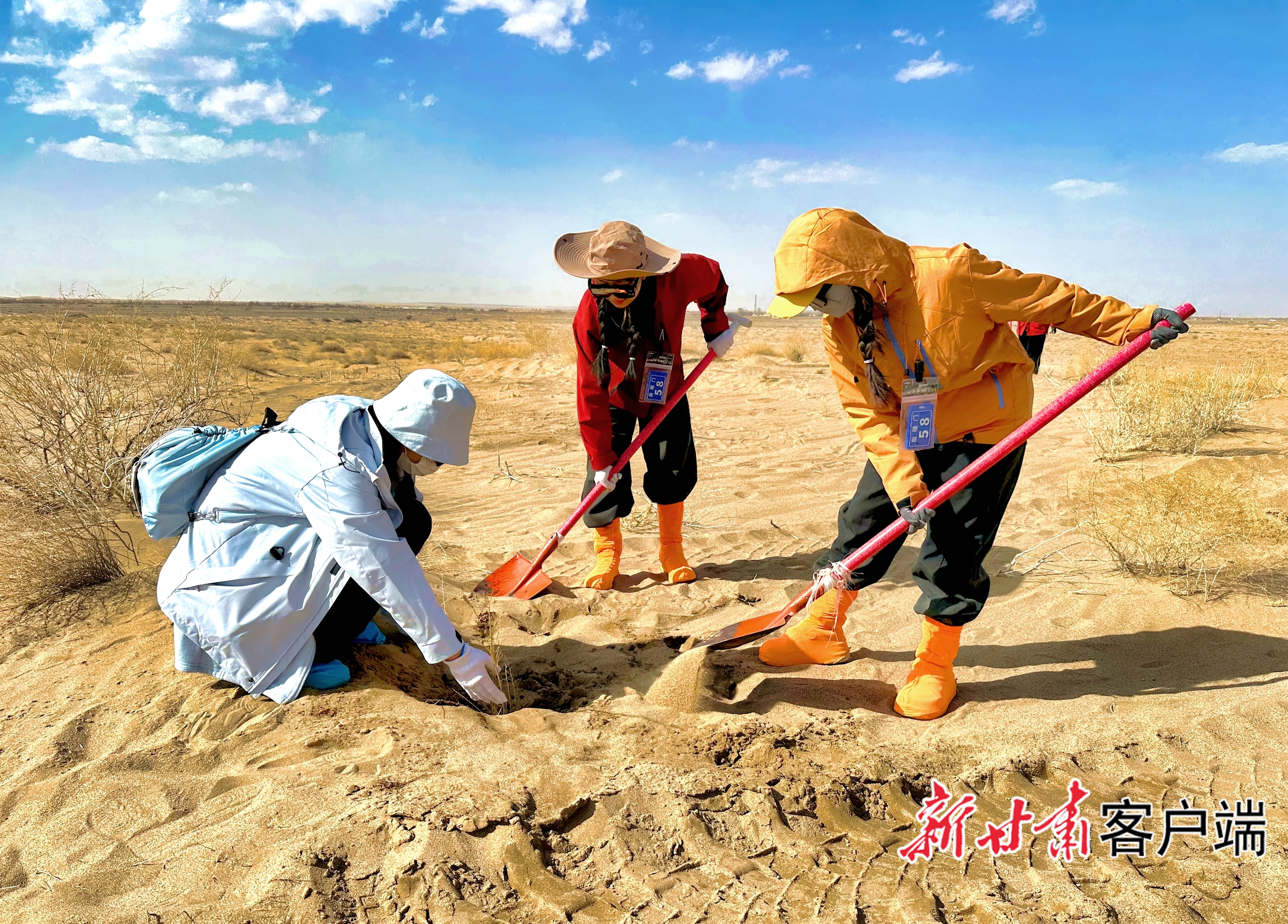 志愿者在栽植梭梭苗　本文图片均由新甘肃&middot;甘肃日报记者金奉乾摄