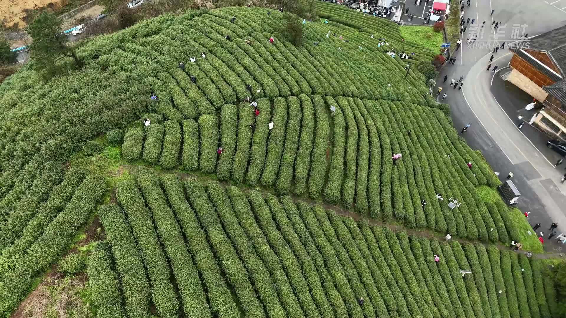 都匀毛尖进入采摘期 多方共谋茶产业发展