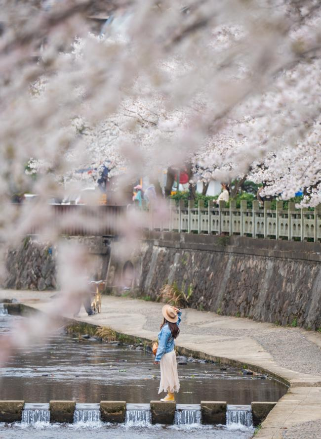 清明赴北仑｜花满山海茶煮春风，解锁春日限定浪漫