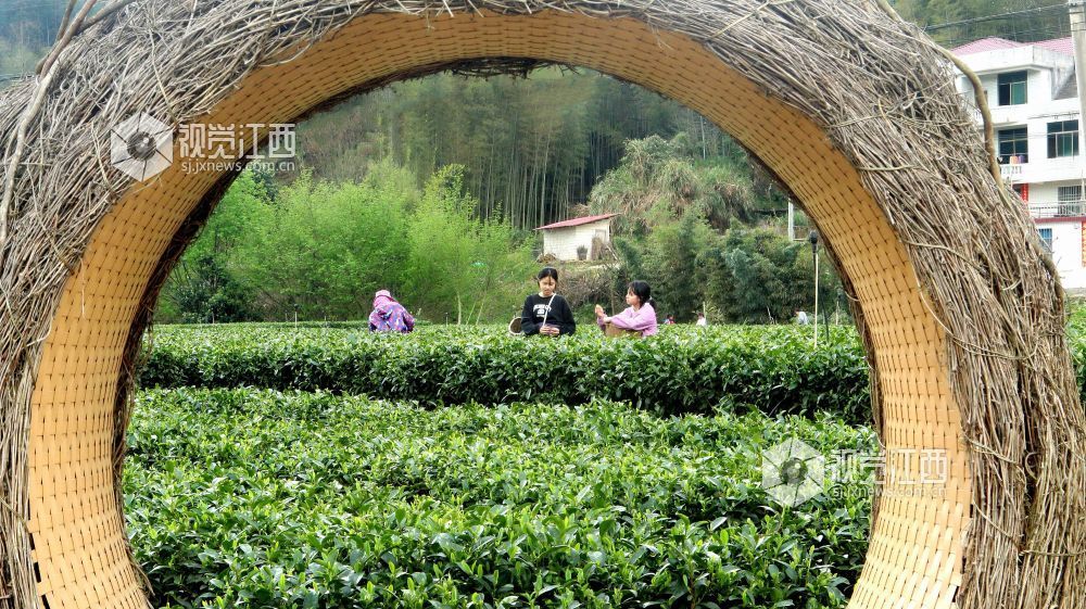 春茶飘香（图）