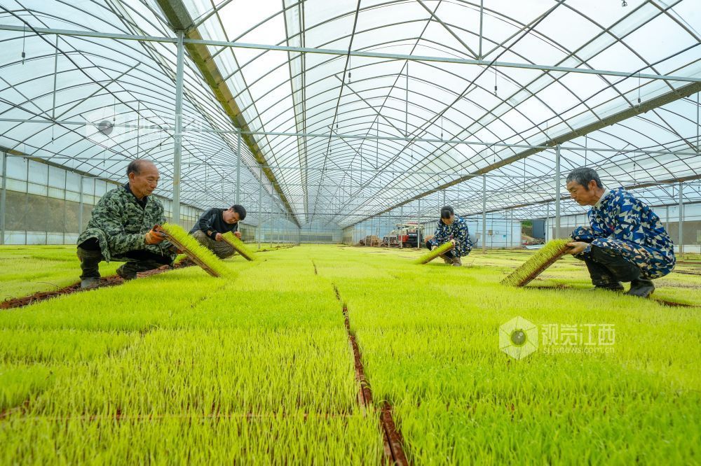 江西萍乡：春来育秧管护忙（图）