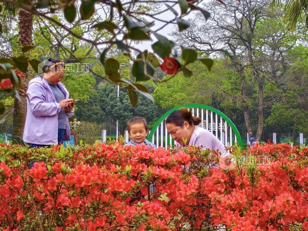 遂川县文化公园杜鹃花开，市民在赏花、拍照，乐享春光。