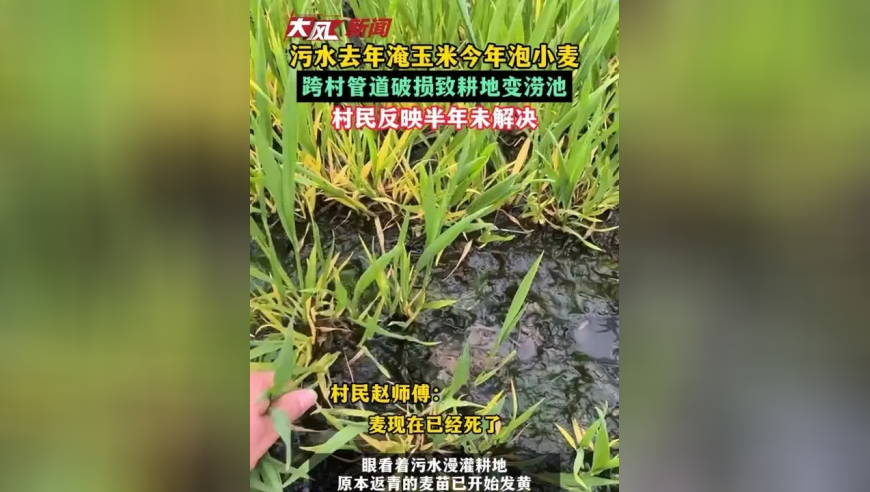 污水去年淹玉米今年泡小麦 跨村管道破损致耕地变涝地村民反映半年未解決