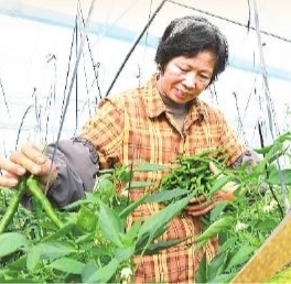 在宁都县黄石镇富硒蔬菜种植基地里,村民们在采摘、分拣辣椒。郭素敏 摄