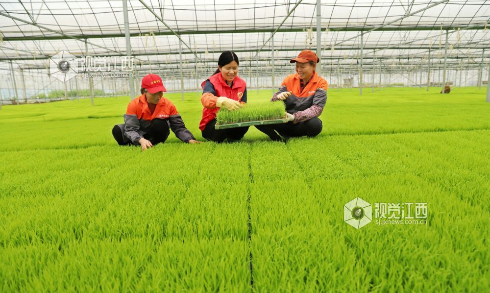 江西新余：科技育秧助力春耕（图）