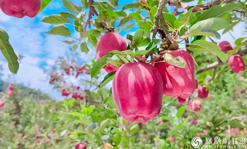 中国花牛苹果与日本富士苹果、美国蛇果并称世界三大品类苹果　秦安县融媒体中心供图