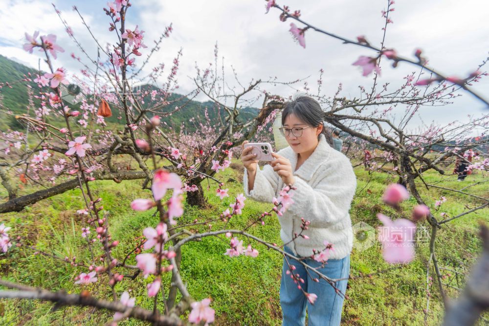 3月25日,永新县曲白乡的黄桃花竞相绽放,朵朵娇花挂满枝头,与青山绿水相映成趣,吸引众多游客纷至沓来。人们徜徉花海,赏花观景、拍照留念,尽享春日美好时光。