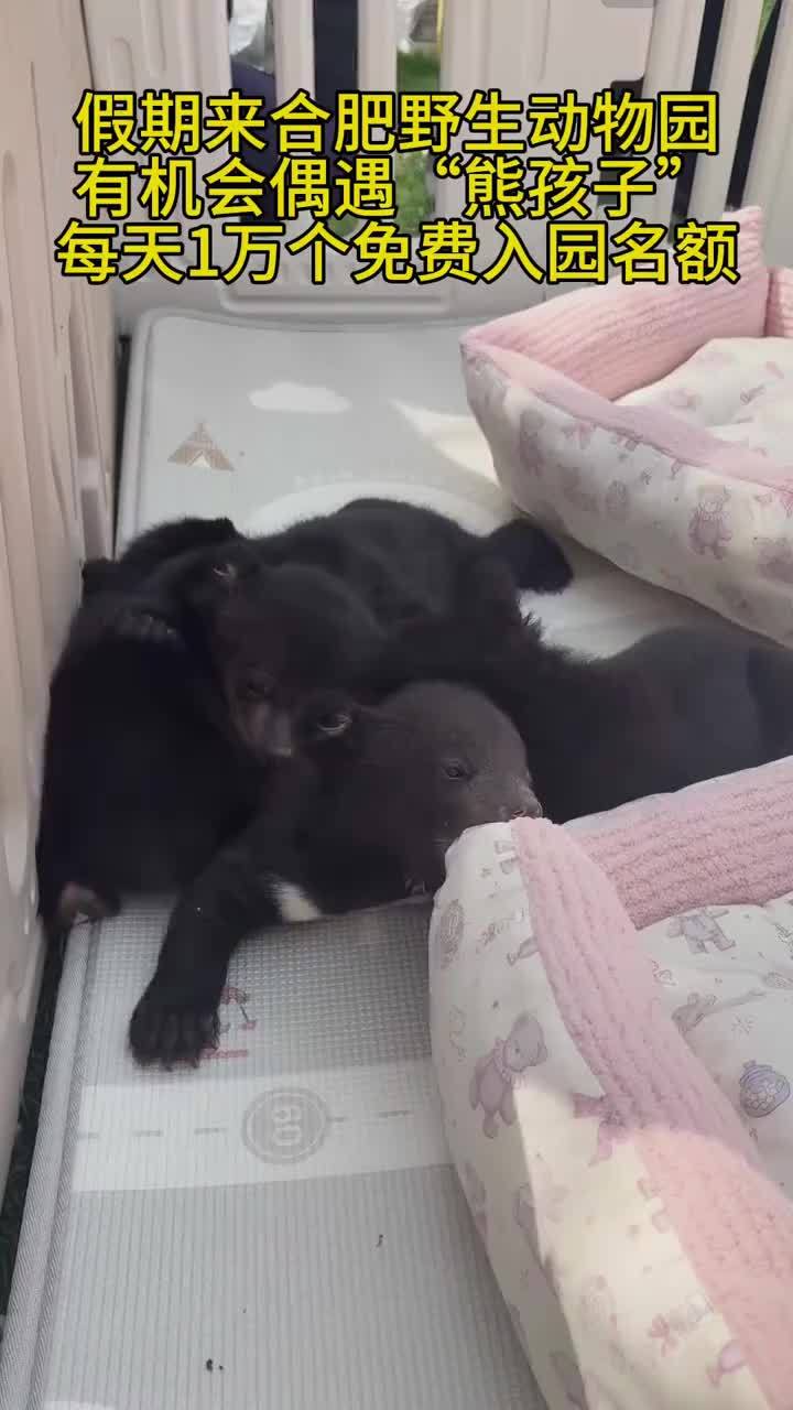 假期来合肥野生动物园，有机会偶遇“熊孩子”，每天1万个免费入园名额#合肥野生动物园         合肥野生动物园的四只黑熊宝宝趁着天气不错，在保育员的带领下出来晒太阳吃奶，可爱模样萌翻游客。这些小黑