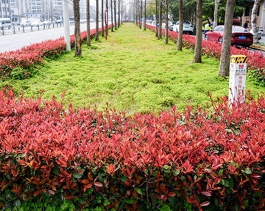 石楠新叶春染武昌红胜火