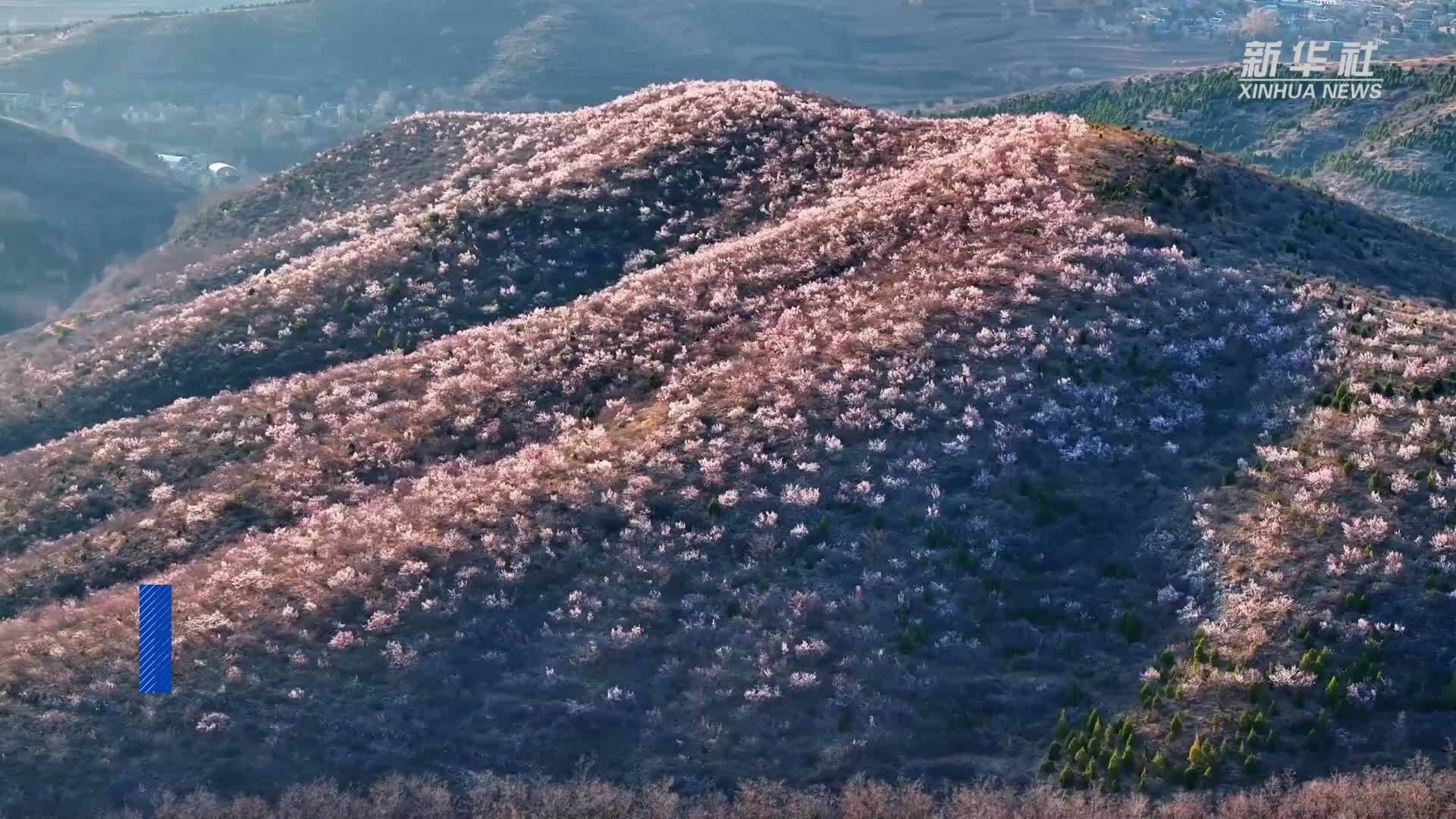 南太行山桃花绽放