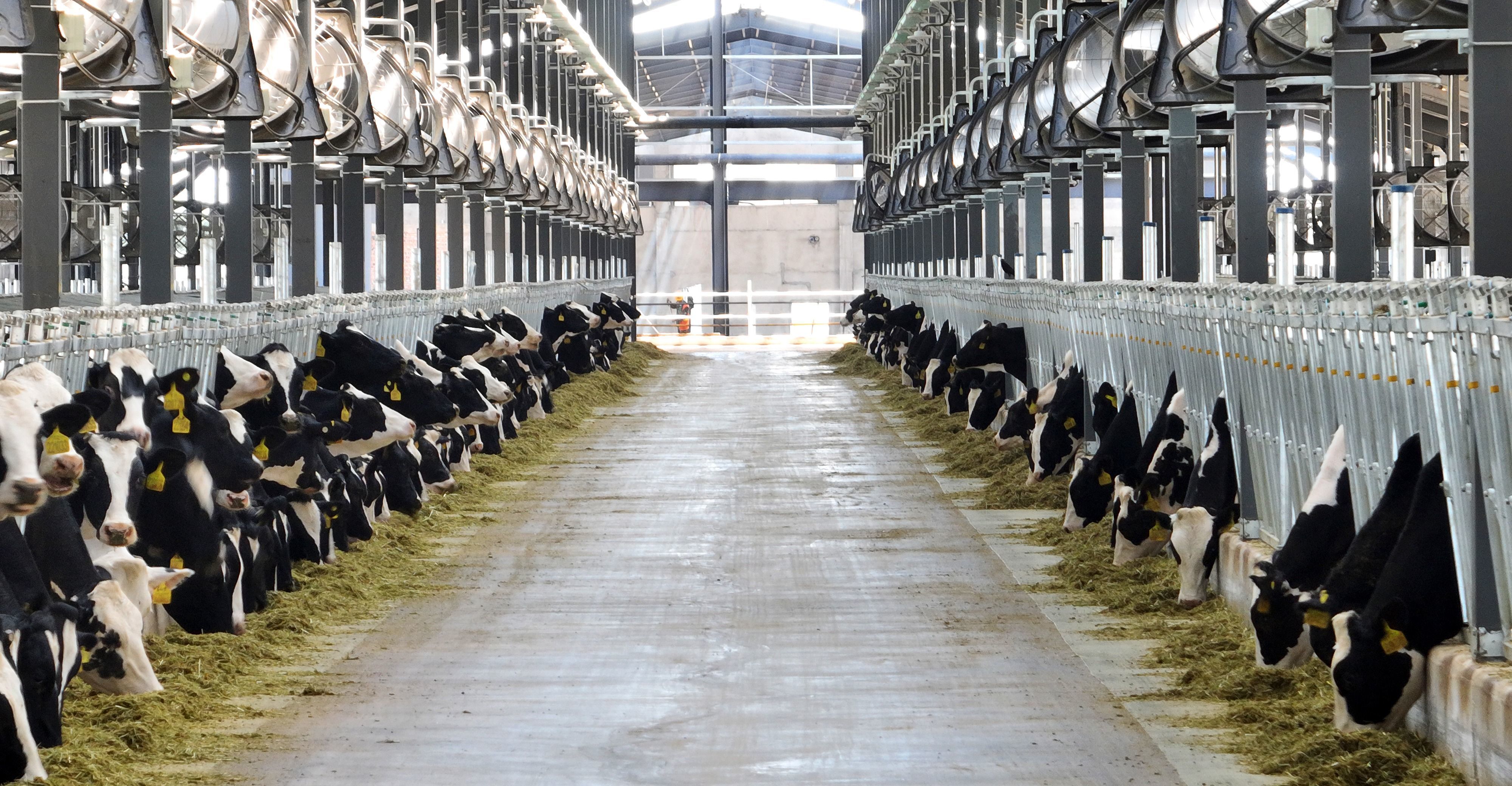 图为平凉优然牧业灵台牧场一角