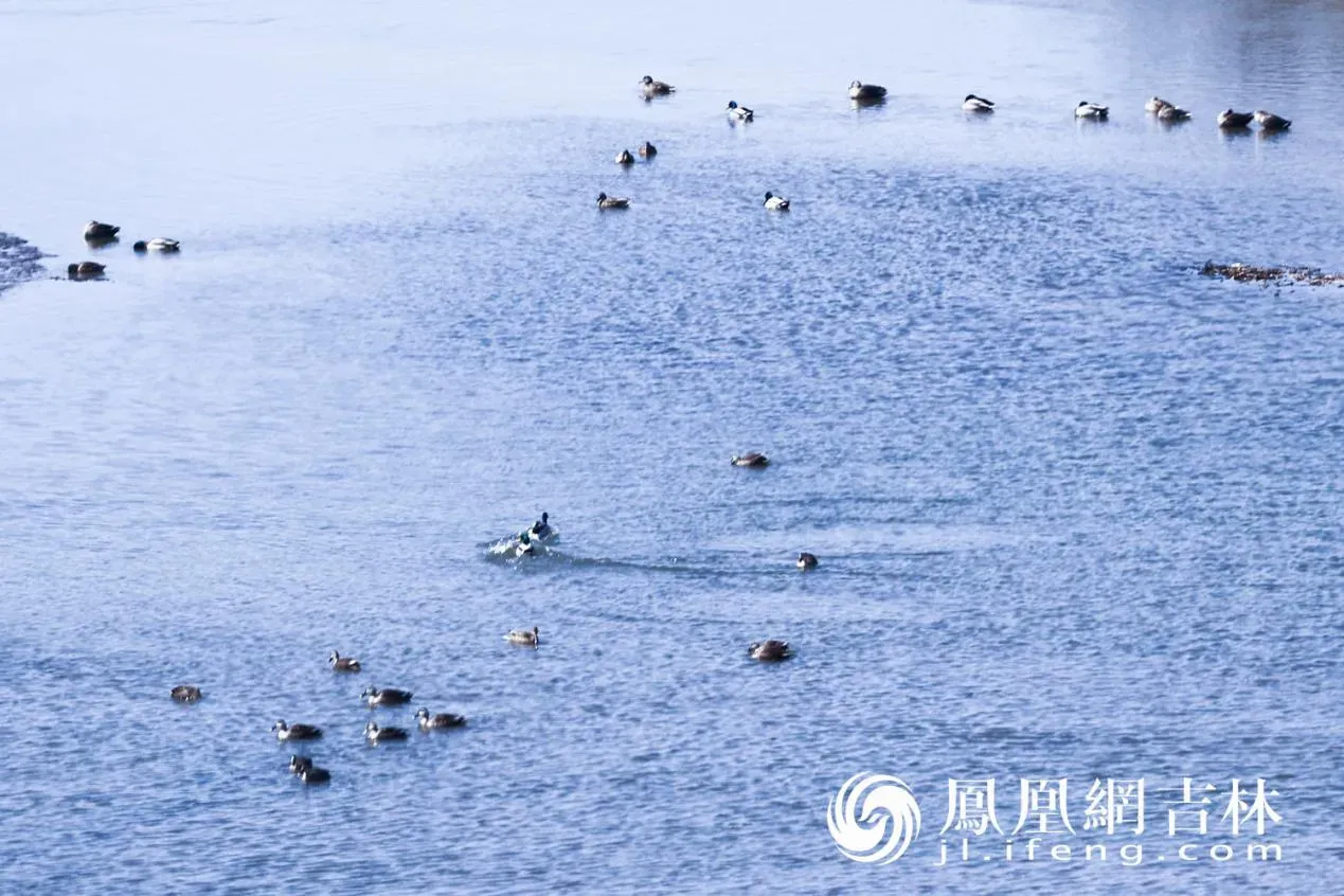 长春北湖春日“百鸟图”