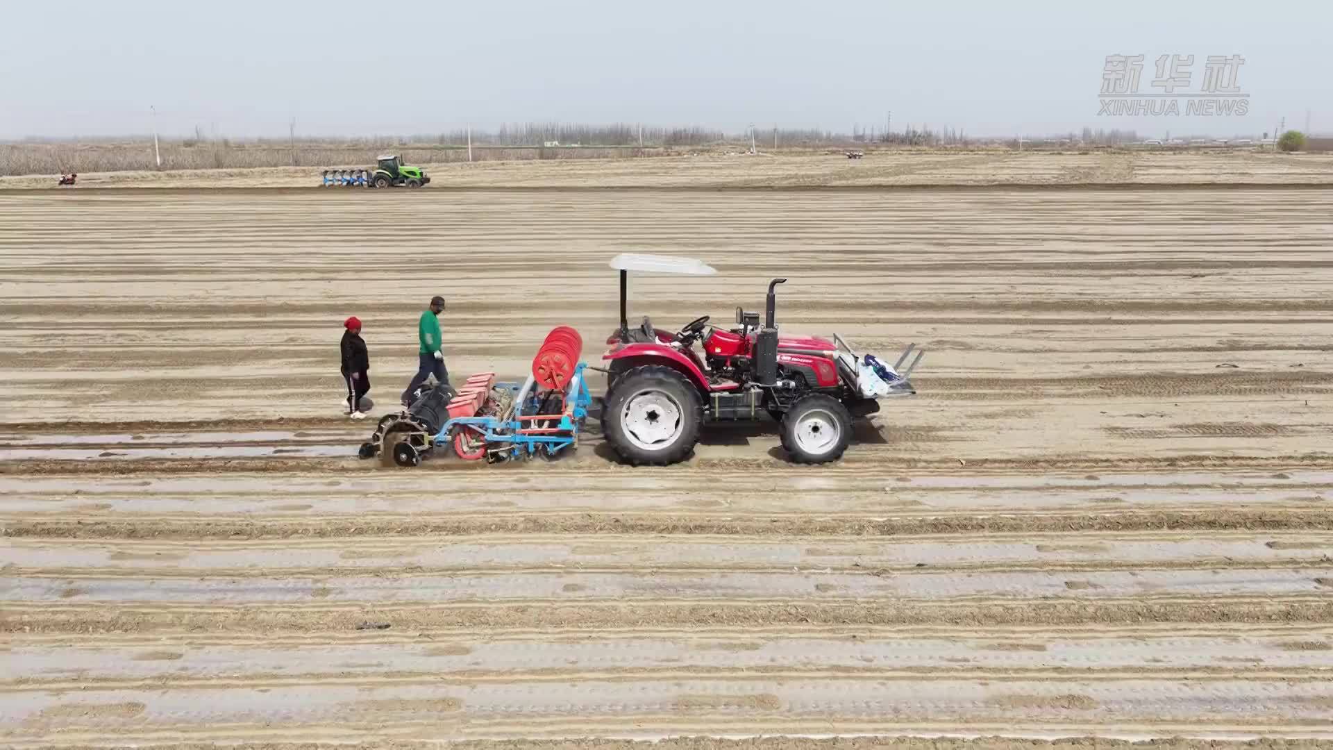 新疆麦盖提：“棉茴共生”一地双收“钱”景好