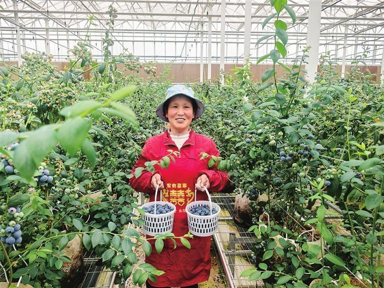 甘肃礼县蓝莓采摘忙