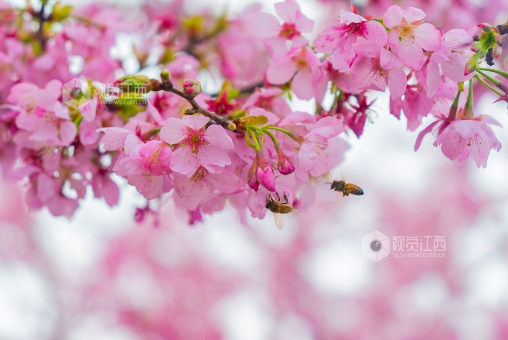 江西金溪：城乡处处花开春意浓（图）