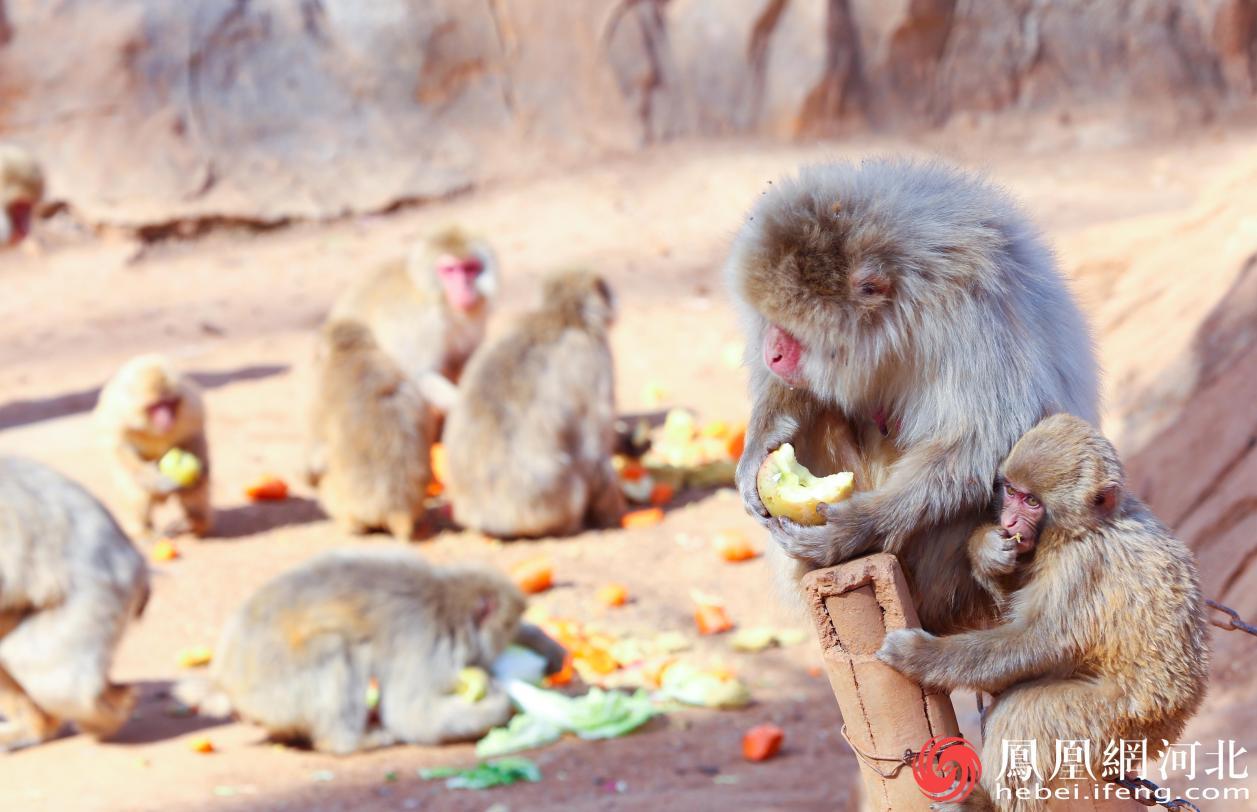 动物园为日本猕猴定制了营养均衡的饲料,请游客不要随意投喂 李卓然摄