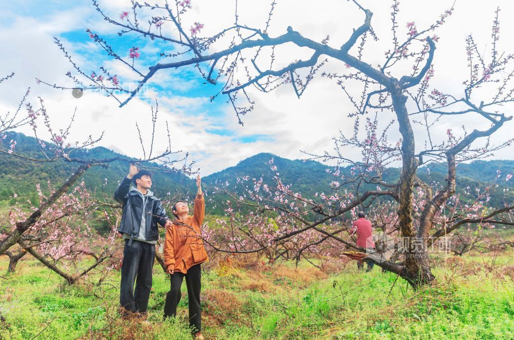 3月25日,永新县曲白乡的黄桃花竞相绽放,朵朵娇花挂满枝头,与青山绿水相映成趣,吸引众多游客纷至沓来。人们徜徉花海,赏花观景、拍照留念,尽享春日美好时光。