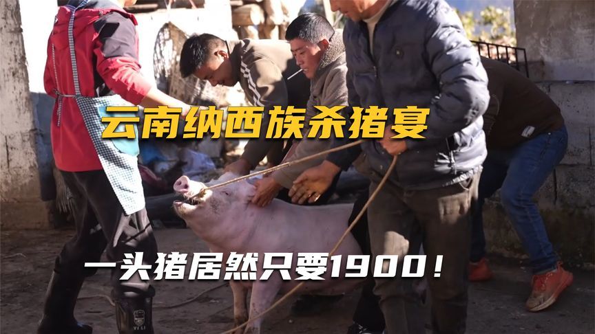 云南纳西族杀猪饭，一头猪居然只要1900